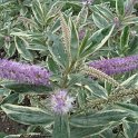 Veronica andersonii 'Variegata'